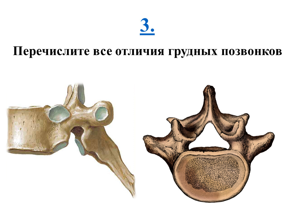 Части грудного позвонка