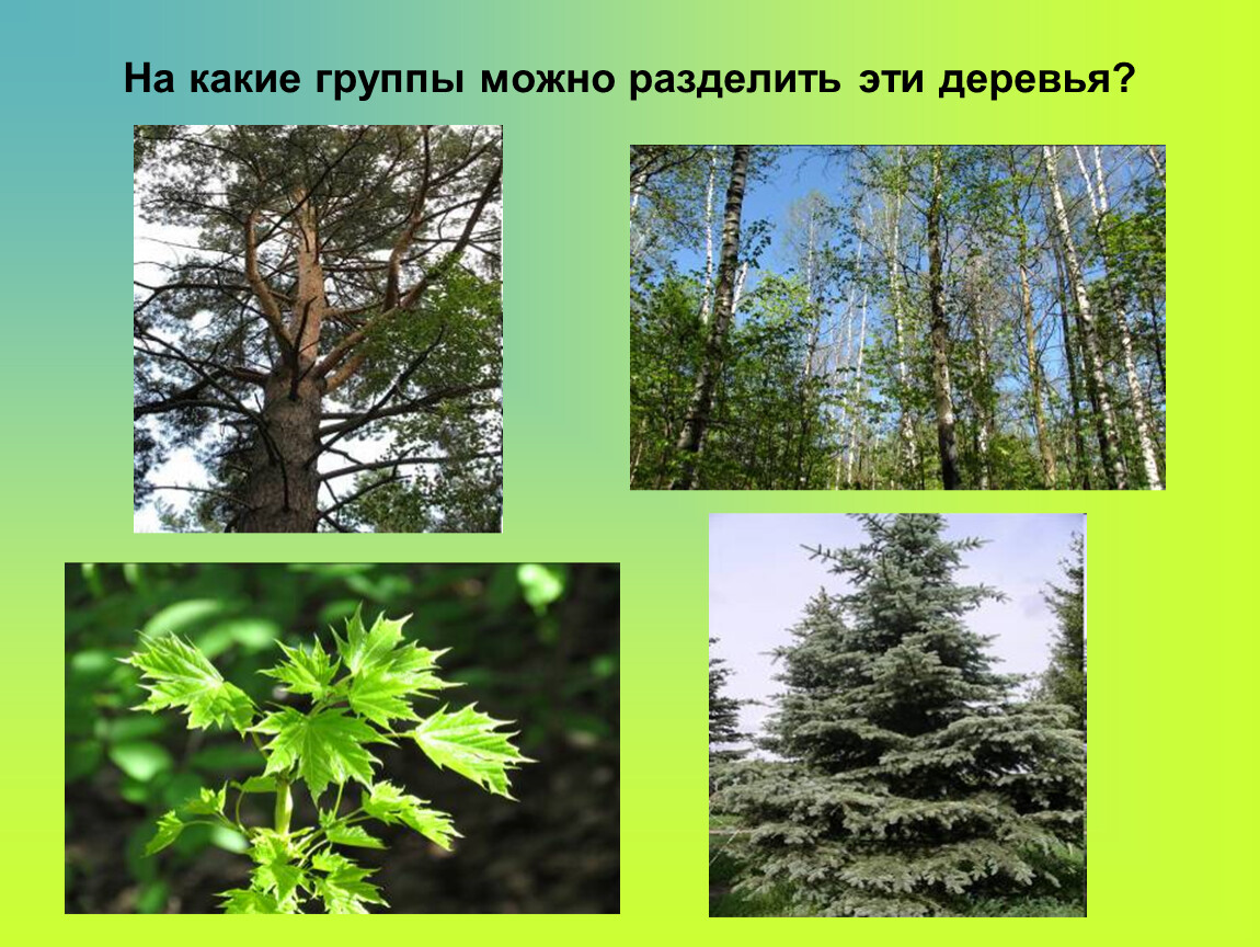 Жизнь леса 2 класс окружающий мир. Лиственные и хвойные растения. Животные и растения леса. На какие группы можно разделить деревья. Что такое лес 4 класс.