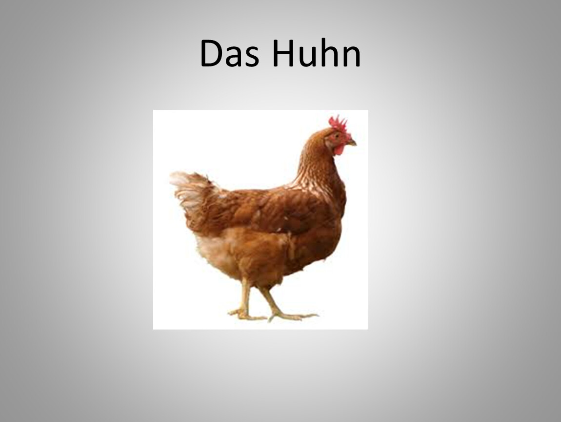 Das Huhn.