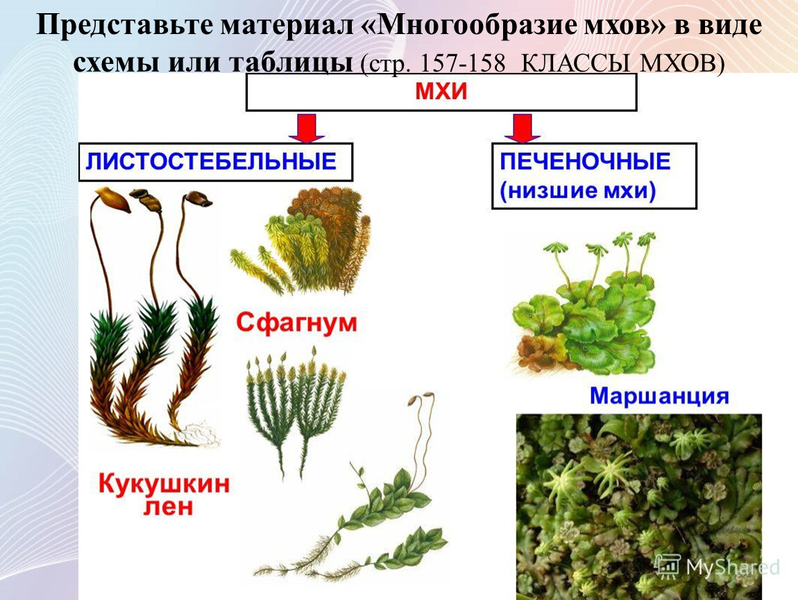 Рассмотрите схему отражающую развитие растительного мира земли кочедыжник ульва кукушкин лен