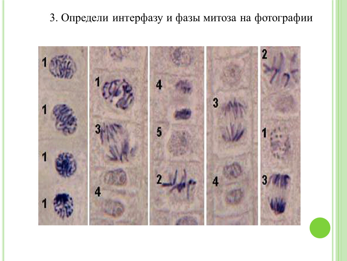 Митоз фазы фото