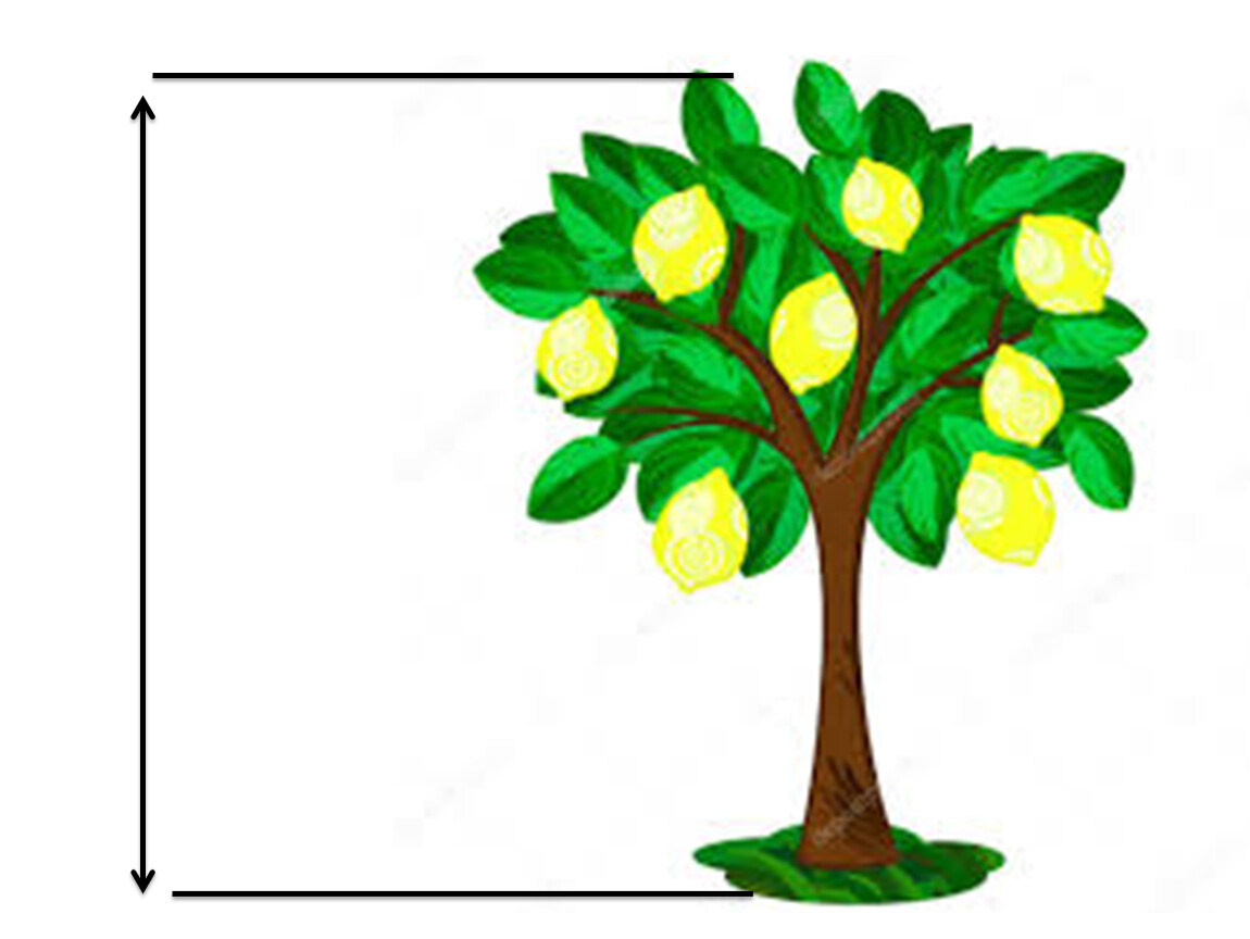 Лимонное дерево для детей