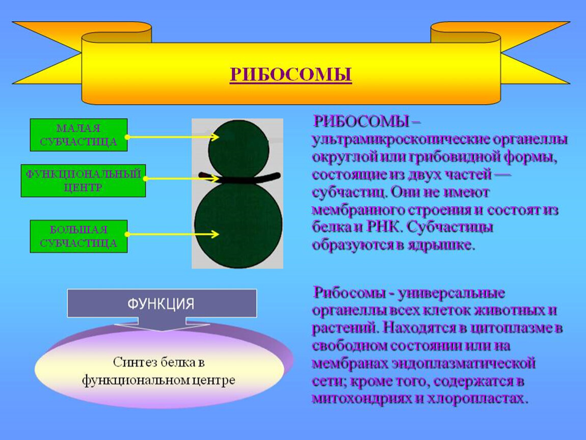 Рибосомы растительной и животной