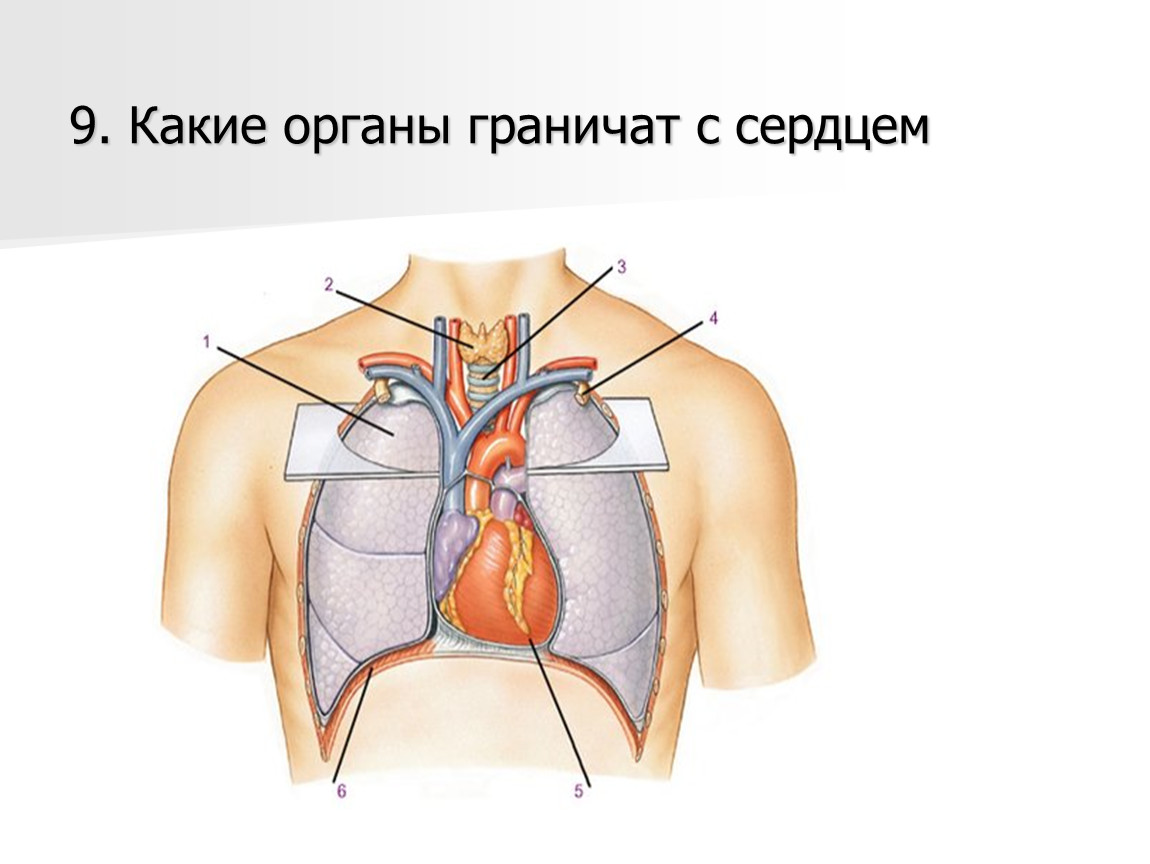 Сердце находится с какой. С какими органами граничит сердце. Орган под сердцем. Органы граничащие с сердцем.