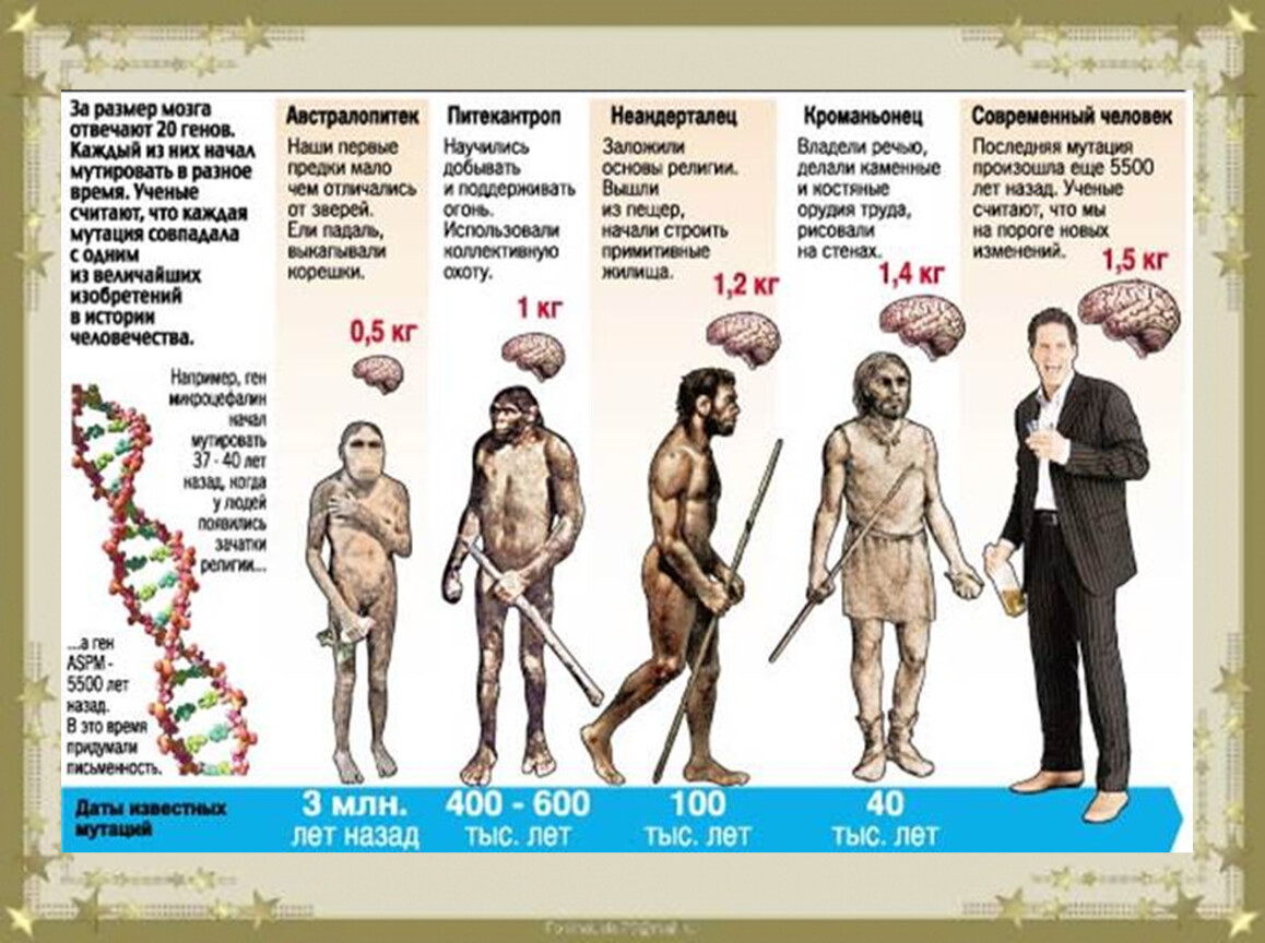 Сколько в мире происходит. Хомо сапиенс австралопитек Эволюция. Вес мозга хомо сапиенс. Эволюция человека неандерталец кроманьонец таблица. Объём мозга homo Neanderthalensis.