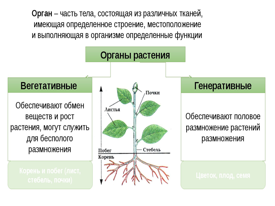 Теория растений. Царство растения растение – целостный организм.