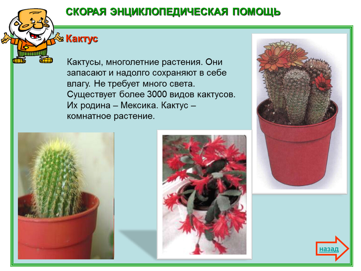 Рассказ про кактус 2 класс. Кактус комнатное растение. Информация про комнатное растение Кактус. Сообщение о комнатном растении. Рассказ о домашних растениях.