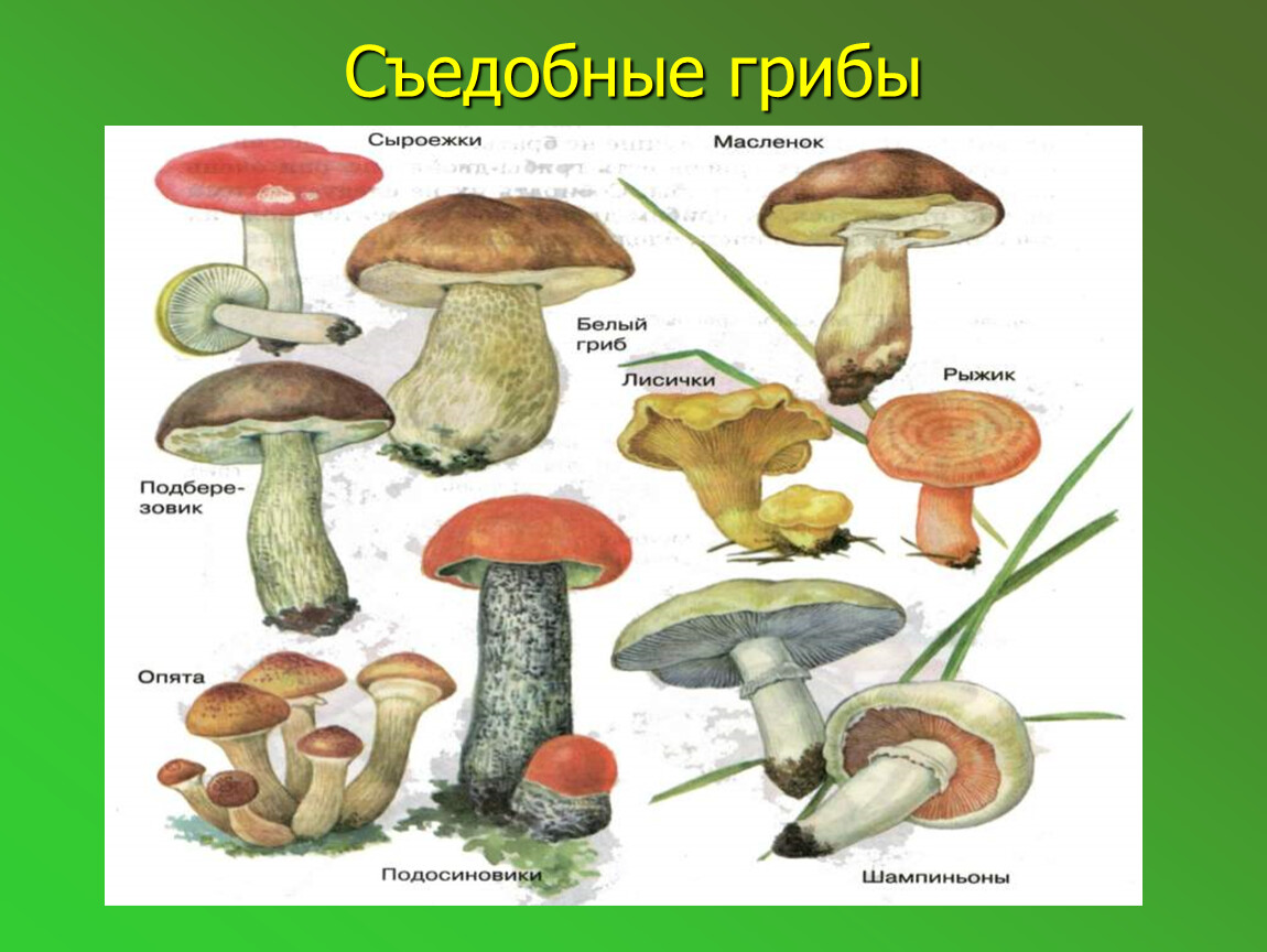 В лукошке лежали и подосиновики и подберезовики и сыроежки схема