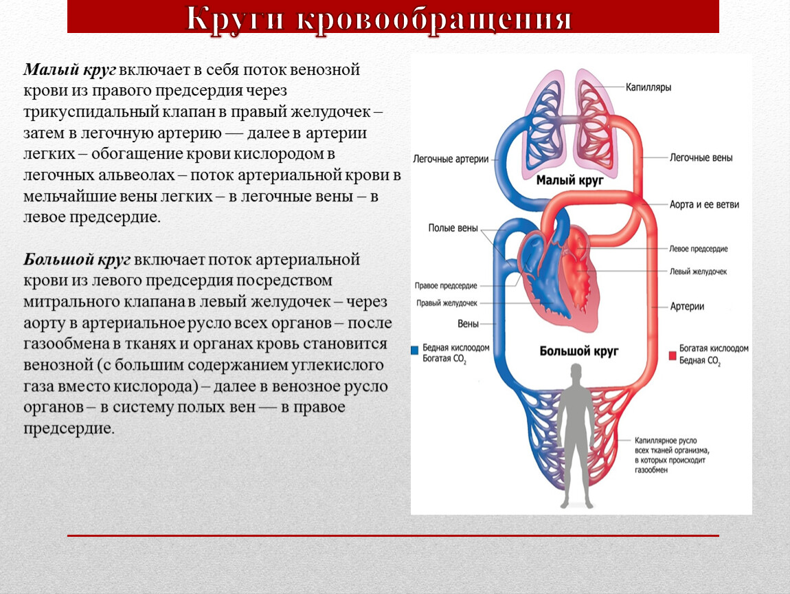 Какая кровь в предсердии. Венозная и артериальная кровь различия. Большой круг кровообращения правое предсердие. Венозное и артериальное кровообращение отличия.