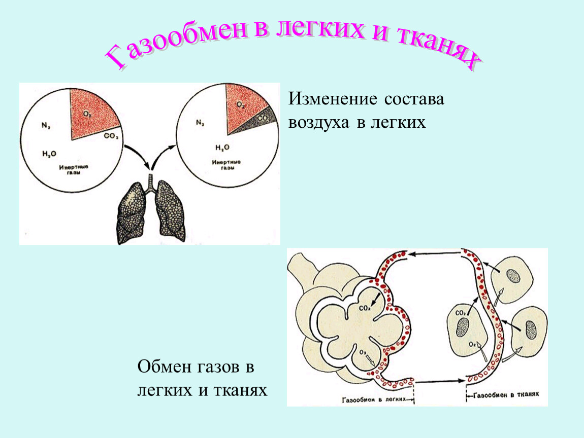 Газообмен в тканях рисунок