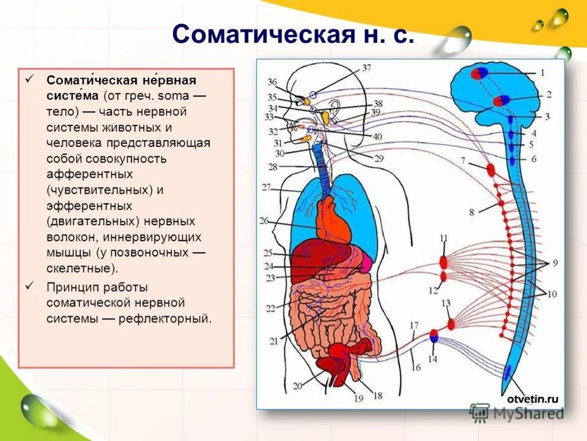 Соматическая нервная система. Нервные центры соматической нервной системы расположены. Соматический и вегетативный отделы нервной системы. Строение и функции соматической нервной системы. Центральный отдел соматической нервной системы расположен:.