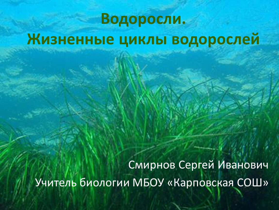 Цикл водорослей. Жизненный цикл водорослей. Жизненный цикл всех водорослей.