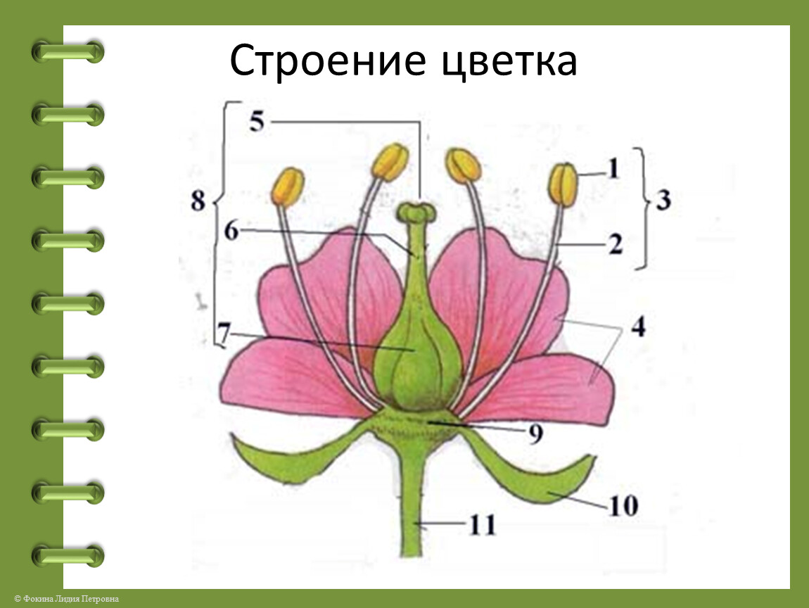 Строение цветка рисунок. Части цветка. Цветок части цветка. Обозначение органов цветка. Части цветка 5 класс.