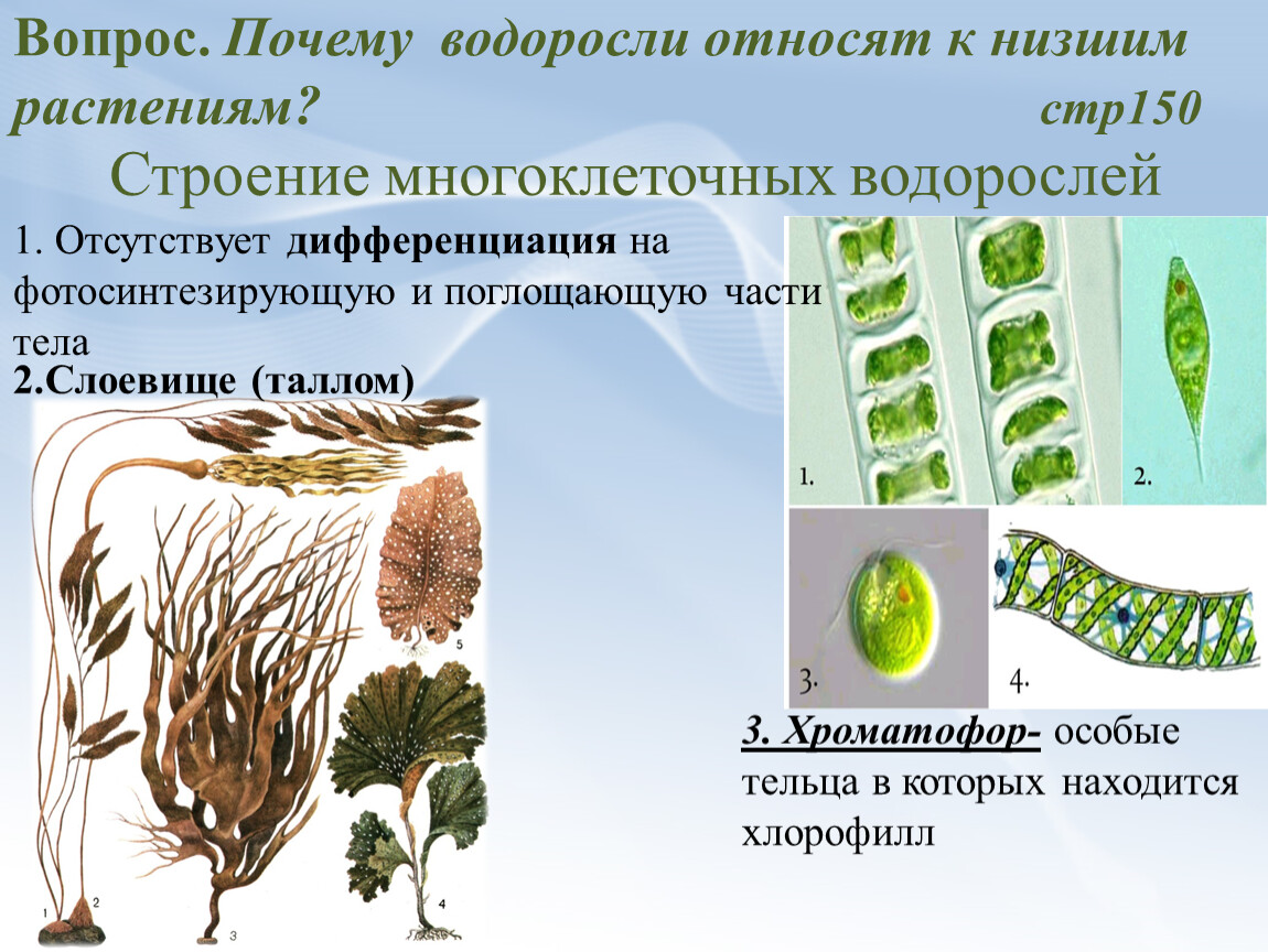 Общее строение водорослей. Строение водорослей. Ламинария строение. Почему водоросли относятся к низшим растениям 5 класс. Многоклеточные водоросли гиф.