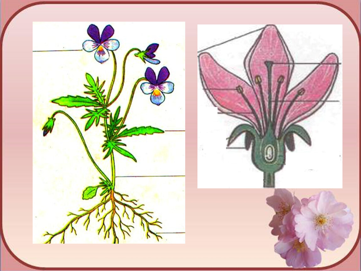 Изображение цветов 6 класс. Строение цветка. Симметрия цветка герани. Строение цветкового растения 6 класс. Цветковые растения симметричные.