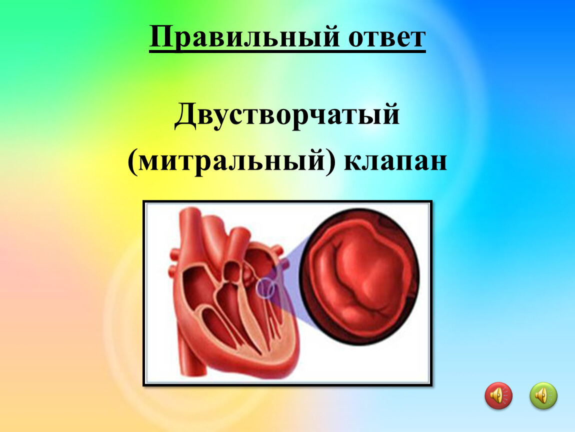 Двухстворчатый клапан человека. Митральный клапан двустворчатый. Митральный клапан это двухстворчатый. Митральный клапан сердца двустворчатый. Двустворчатый или митральный клапан.