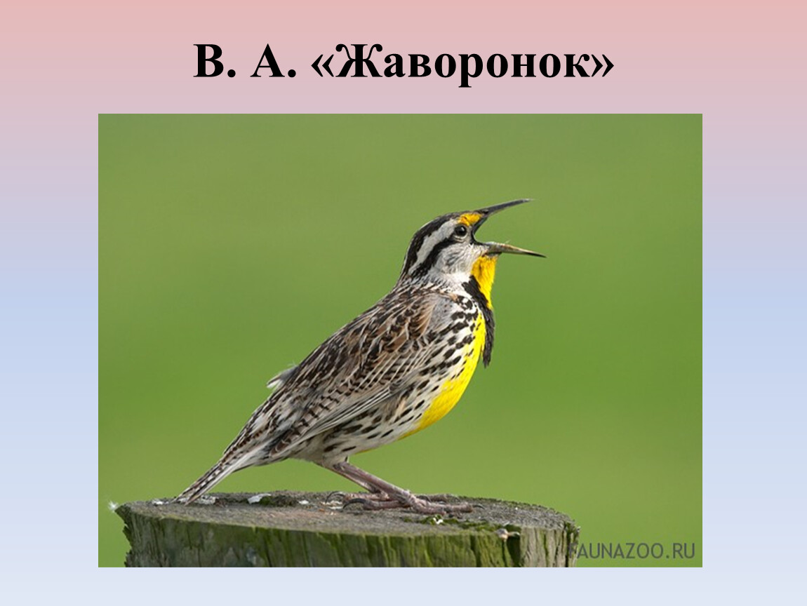 В а жуковский жаворонок а с пушкин птичка презентация 2 класс