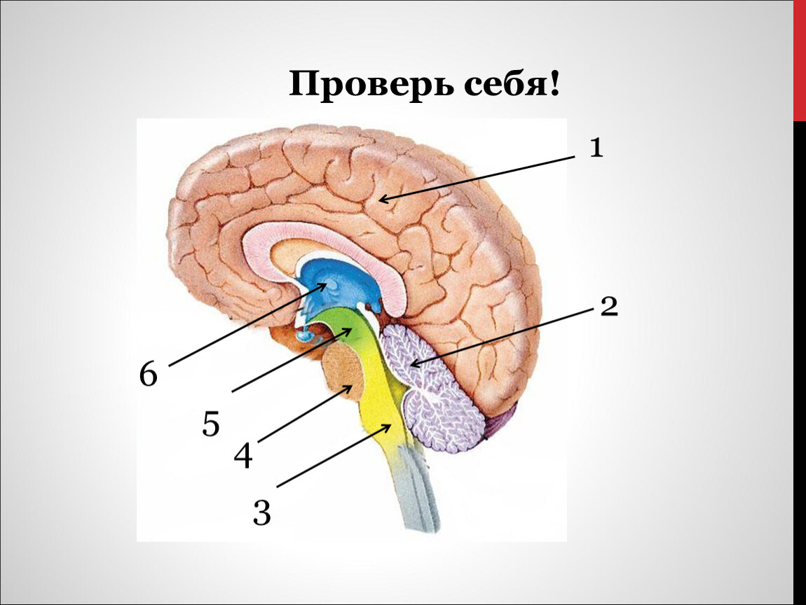 Полости мозга заполнены. Строение головного мозга 5 отделов. Ствол головного мозга строение и функции анатомия. Функции отделов головного мозга рисунок. Головной мозг продолговатый средний задний промежуточный.