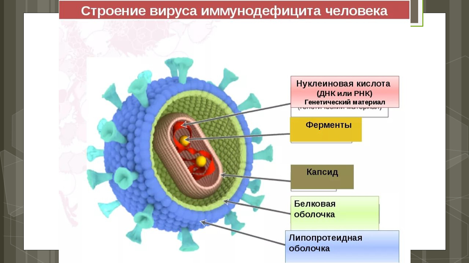 Вирусы состоят из нуклеиновой кислоты. Строение вируса белковая оболочка. Строение вируса 7 класс биология. Строение вирусов биология. Строение клетки вируса.