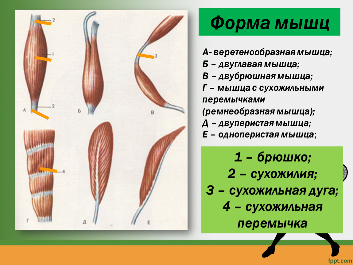 Мышцы виды. Формы мышц. Мышцы веретенообразной формы. Веретено-образная мышуа. Веретенообразная мышца.