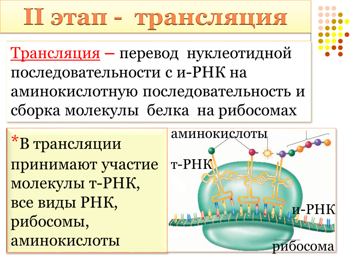 Синтез белка в клетке презентация