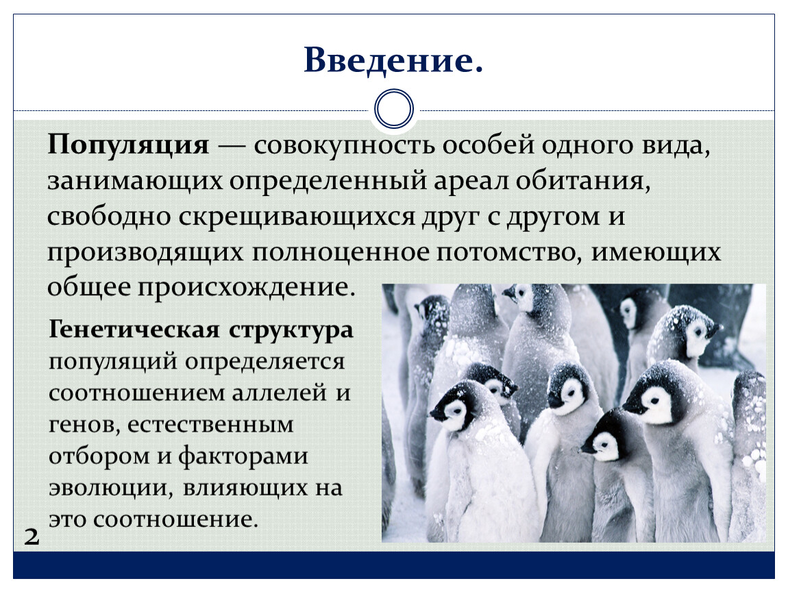 Взаимоотношения особей. Генетическая структура популяции. Популяция особей. Популяция это совокупность особей одного вида. Популяция это группа особей.