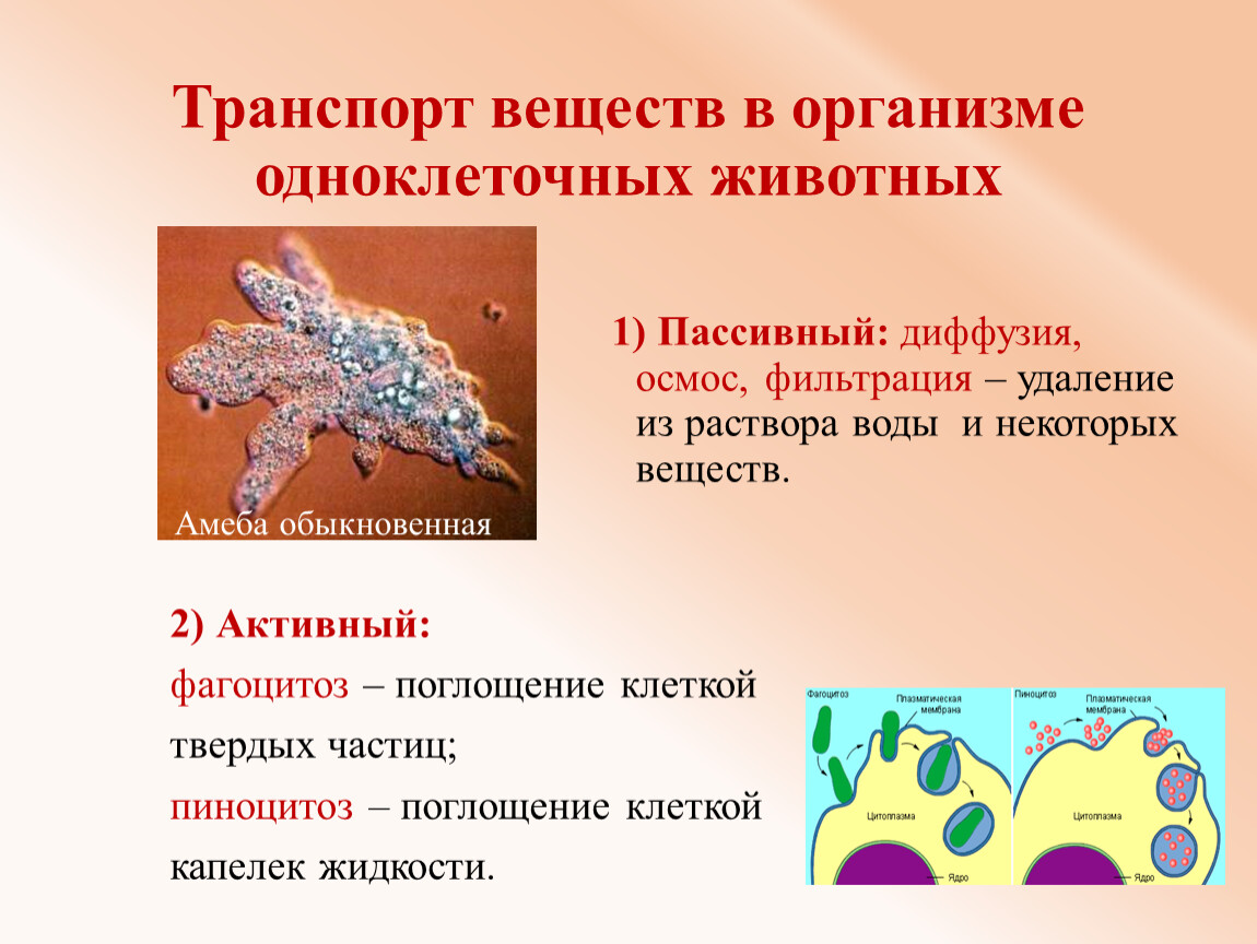 Транспорт веществ в живых организмах. Транспорт веществ в организме. Транспорт веществ в организме животных. Транспорт веществ у одноклеточных животных. Фагоцитоз амеба.