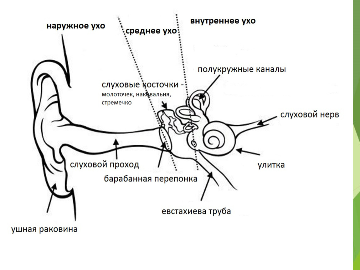 Строение уха человека описание. Строение среднего уха схема. Наружное ухо среднее ухо внутреннее ухо строение функции. Строение уха схема наружное среднее внутреннее. Структура наружного уха человека схема.