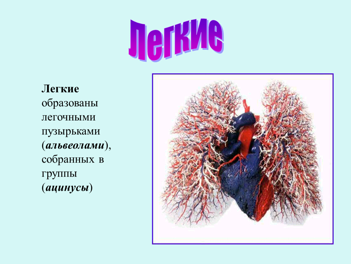 Легкие образован