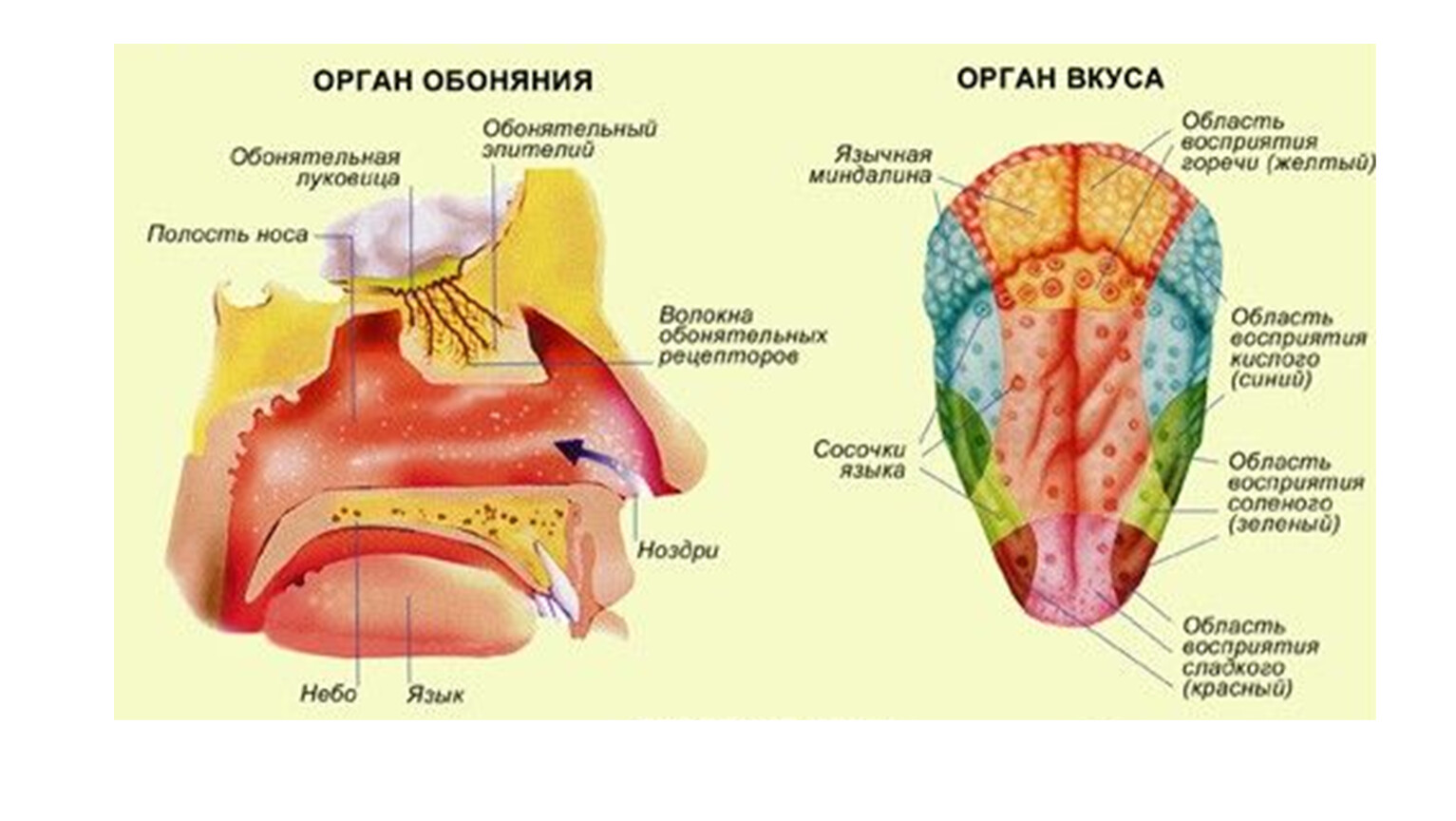 Вкусовой и обонятельный анализаторы презентация 8 класс