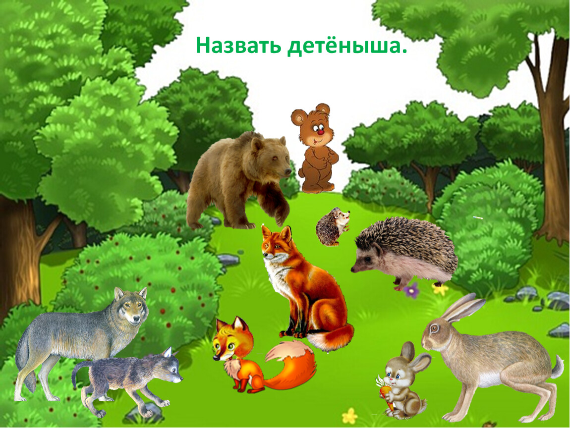 Детский сад для зверей. Животные леса для детей. Животные леса для дошкольников. Лесные животные для дошкольников. Детеныши диких животных для детей.