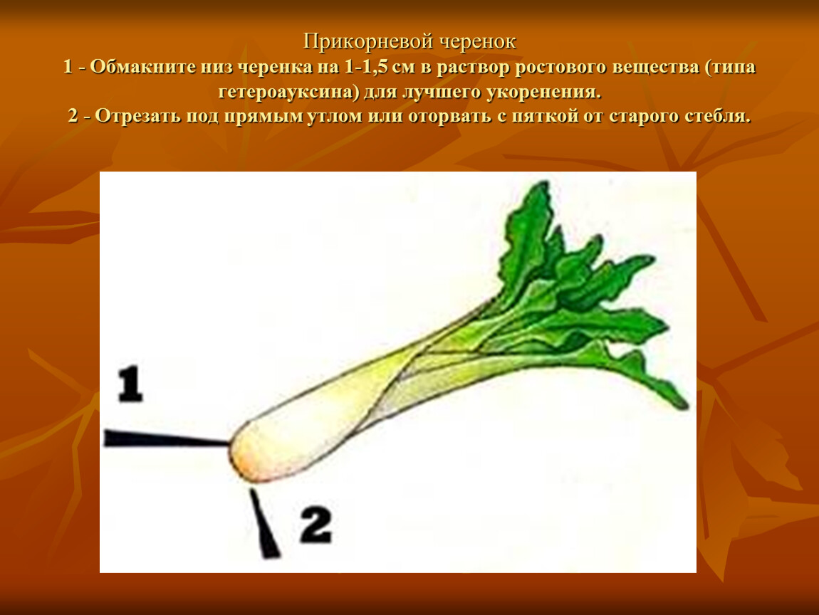 Ростовые вещества презентация