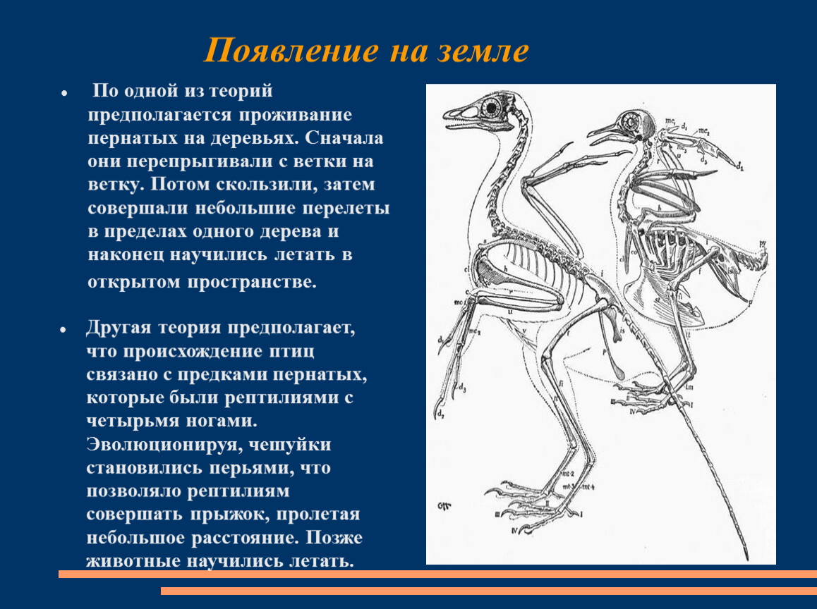 Презентация происхождение птиц. Происхождение птиц 7 класс биология. Презентация происхождение птиц 7 класс биология. Происхождение птиц.