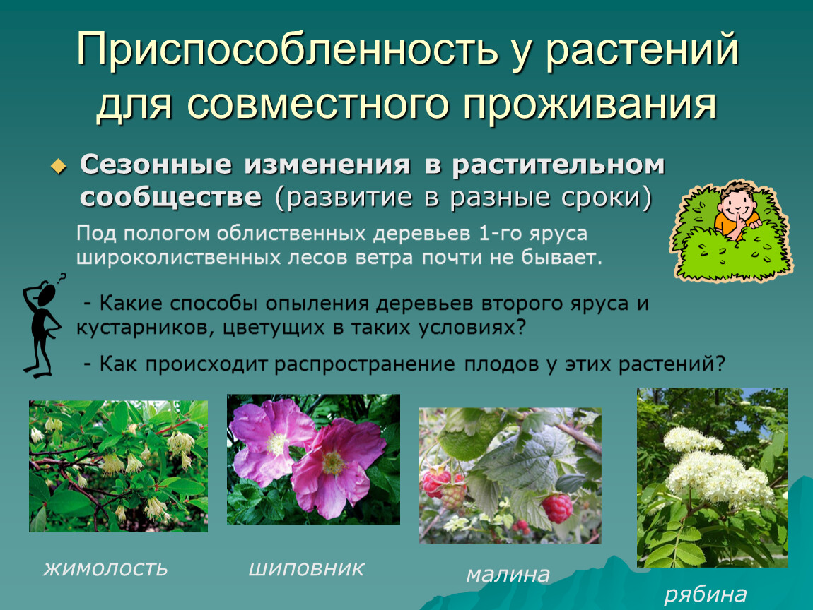 Растительные сообщества 8 класс. Приспособленность у растений для совместного проживания. Приспособленность растений. Растительные сообщества. Растительное сообщество растений.