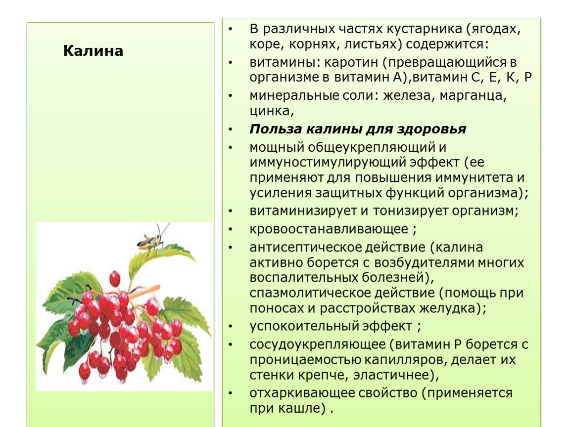 Калина лечебные свойства и противопоказания. Калина красная ягода полезные свойства. Какими свойствами обладает Калина. Польза калины. Лекарственные свойства калины.