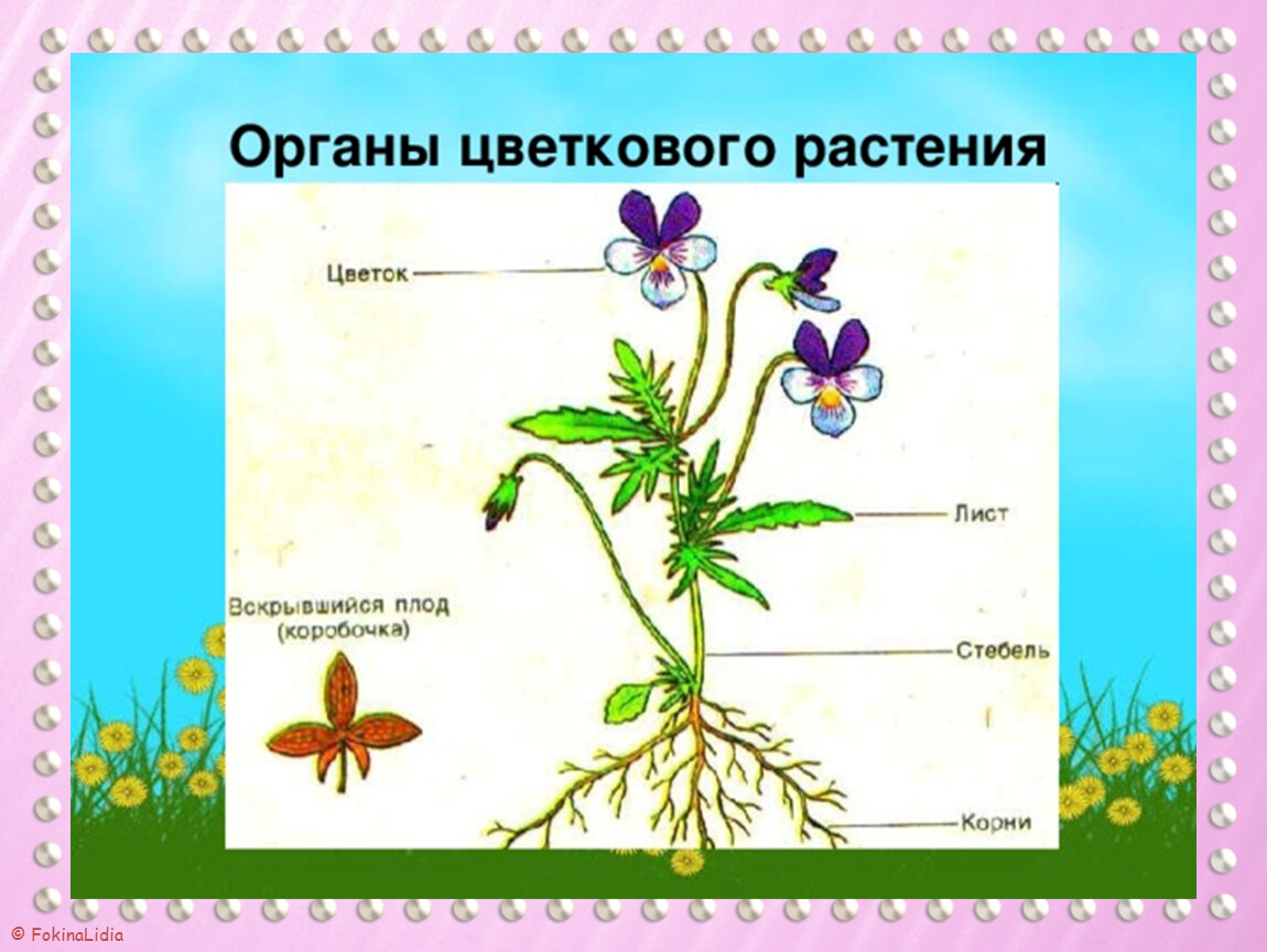 Органы растения 3 класс. Органы растений фиалка трехцветная. Строение цветка фиалки трехцветной. Строение цветкового растения. Органы цветкового растения цветок.