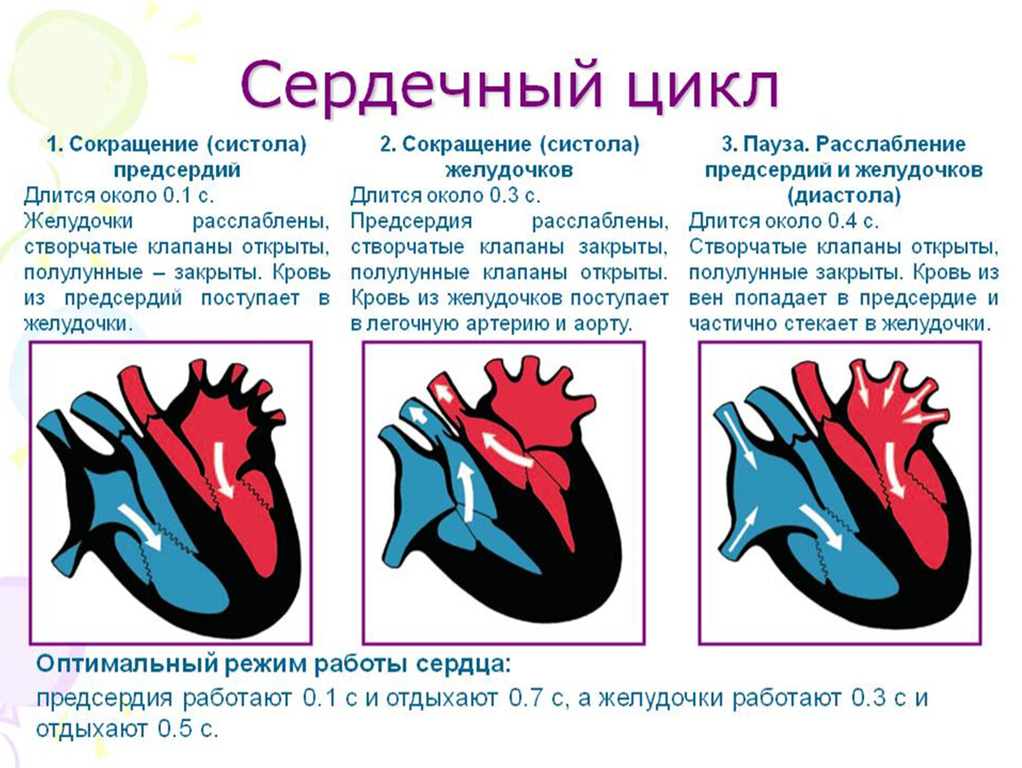 Фаза сердечного цикла систола желудочков