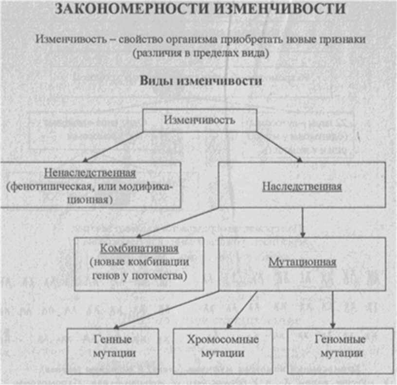 Закономерности изменчивости. Типы изменчивости схема. Виды изменчивости и их отличия. Основные закономерности изменчивости. Изменчивость виды изменчивости.