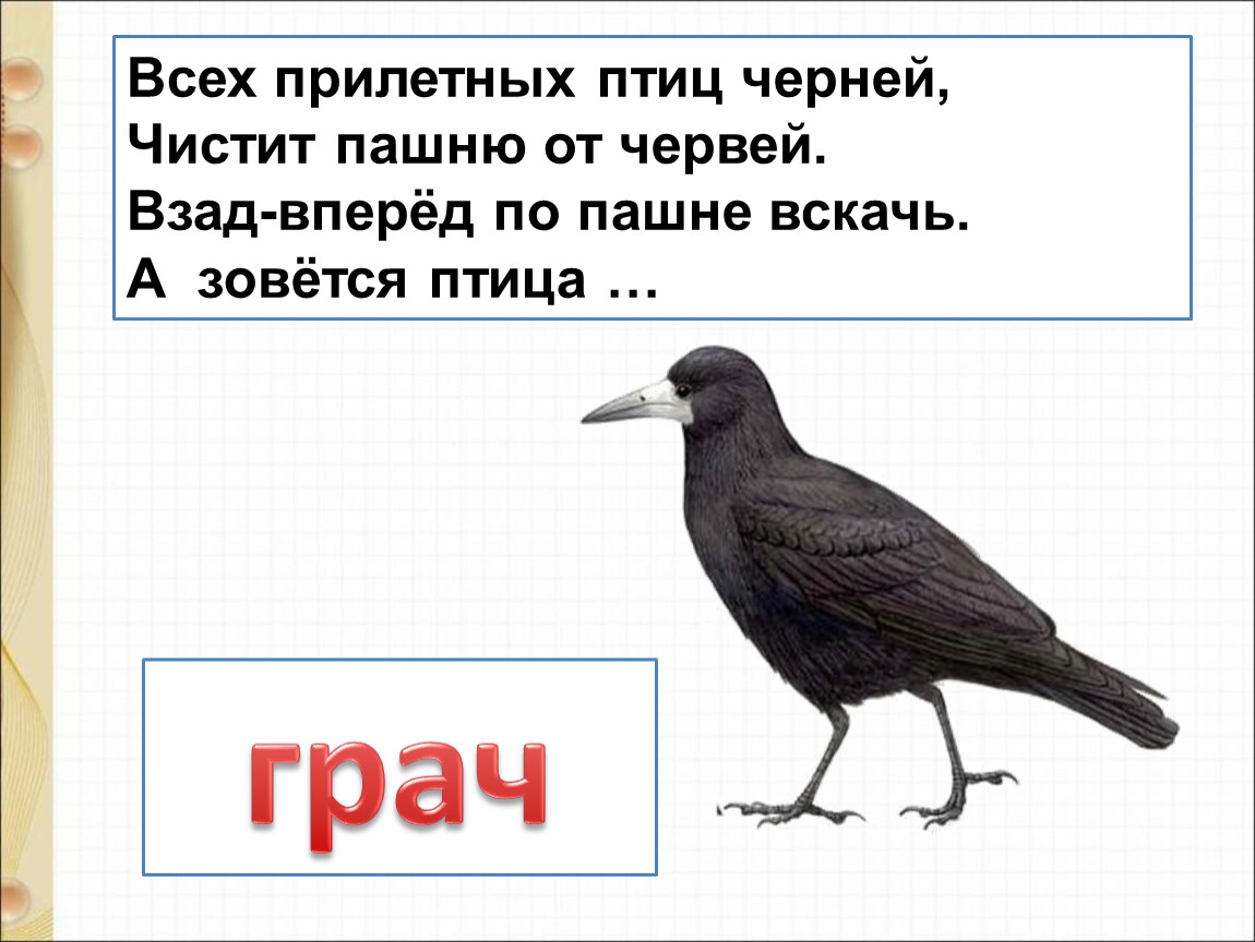 Взад вперед. Всех прилетных птиц Черней. Всех прилетных птиц Черней чистит пашню от червей. Всех перелётных птиц Черней чистит пашню от червей ответ. Черные птицы чистит пашню от червей.