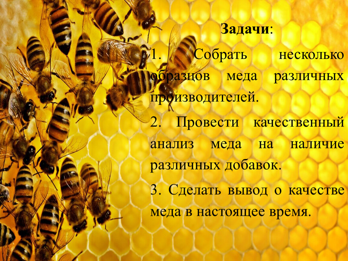 Скачай игру спасай пчел. Пчелы и мед. Медовая пчела. Тема Пчеловодство. Исследовательская работа про пчел.
