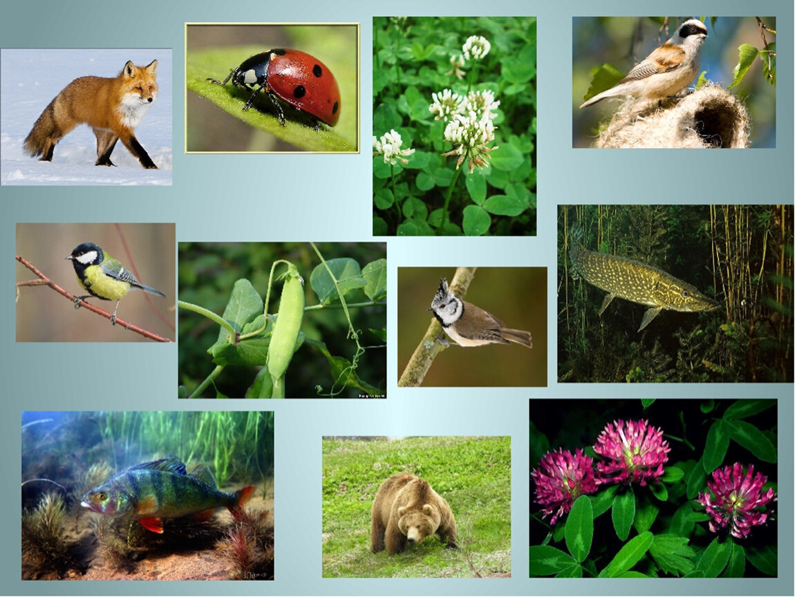 Многообразие видов. Живые организмы. Многообразие животных и растений. Многообразие мира живой природы.