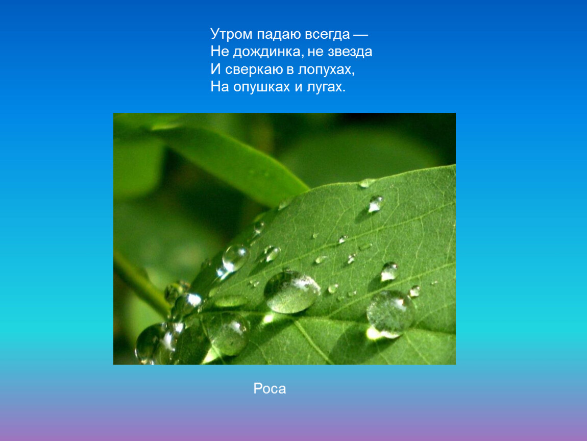 Роса доклад. Утром падаю всегда не Дождинка не звезда. Загадка про росу. Роса явление природы 3 класс. Загадка про росу для детей.