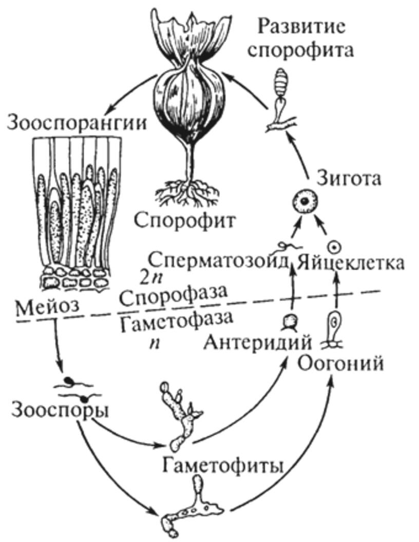 Схема ламинарии