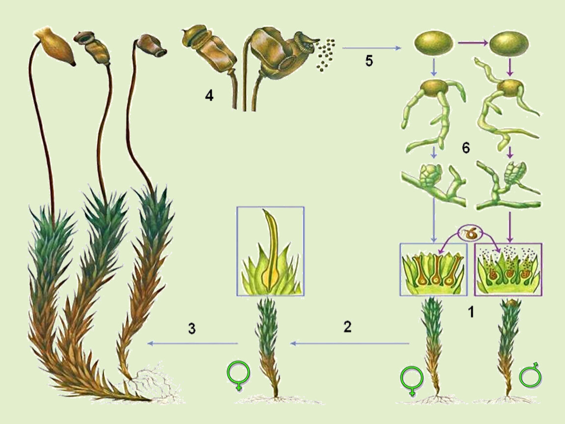 При делении жизненного цикла овощных растений онтогенез. Кукушкин лен спорангий. Цикл размножения кукушкиного льна. Цикл мха Кукушкин лен. Рисунок размножение мха Кукушкин лен цикл развития.