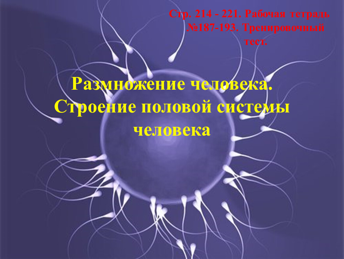 Размножение людей. Размножение людей практика. Размножение человека процесс фото.