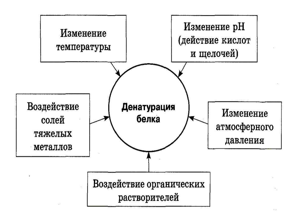 Факторы белков. Факторы вызывающие денатурацию белков таблица. Факторы денатурации белка. Факторы вызывающие денатурацию белка. Химические факторы денатурации белка.