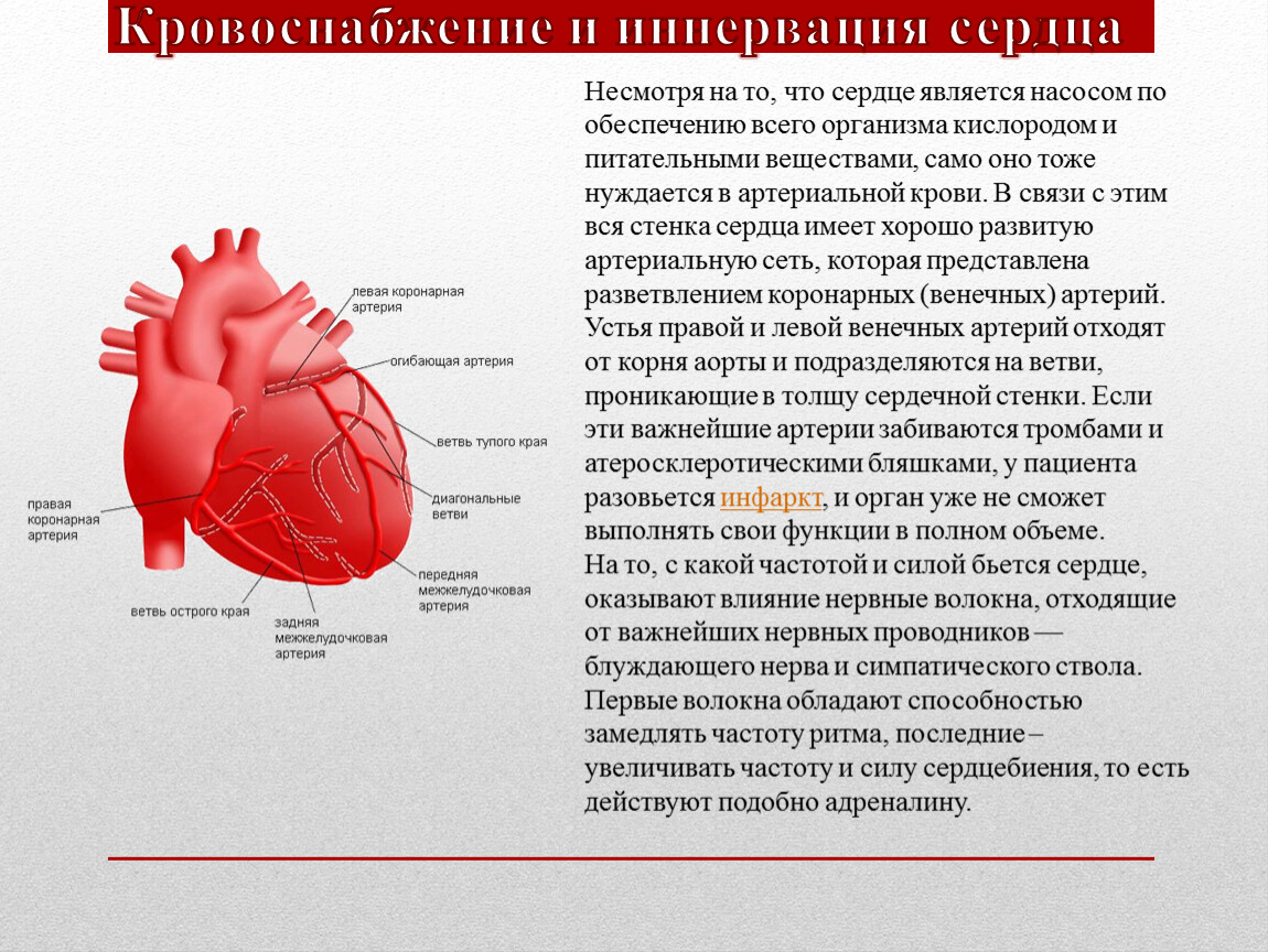 Какие стенки сердца