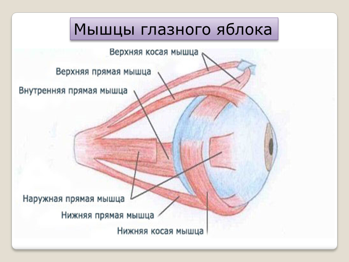 Имеет место крепления глазодвигательных мышц