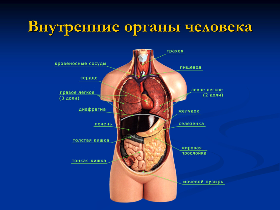 Строение человека внутренние со спины. Анатомия человека расположение органов брюшной полости. Внутренние органы женщины схема расположения в брюшной полости. Расположение органов у человека в брюшной полости у мужчины.