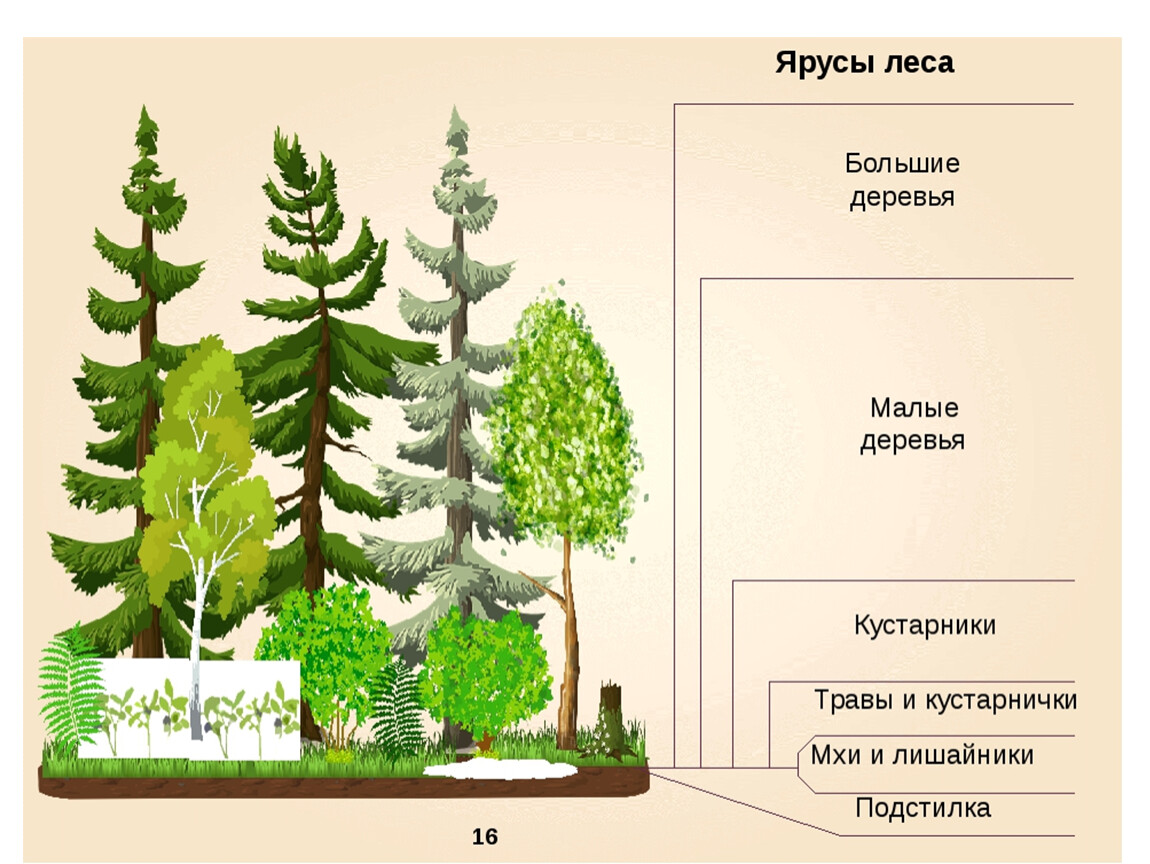 Какие растения характерны для елового леса. Ярусность растений в лесу. Листопадные леса ярусы. Ярусы леса схема. Лесные этажи ярусы лиственного леса.